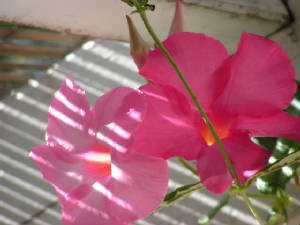 pict0015.jpg